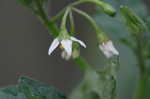 Black nightshade